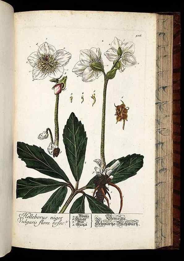Reproducción/Reproduction 8430062580: Herbarium Blackwellianum emendatum et auctum, id est, Elisabethae Blackwell collectio stirpium. Norimbergae : Typis Io. Iosephi Fleischmanni, 1750-1773.