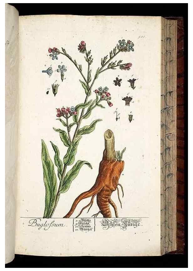 Reproducción/Reproduction 8428972861: Herbarium Blackwellianum emendatum et auctum, id est, Elisabethae Blackwell collectio stirpium. Norimbergae : Typis Io. Iosephi Fleischmanni, 1750-1773.