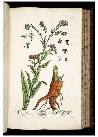 Reproducción/Reproduction 8428972861: Herbarium Blackwellianum emendatum et auctum, id est, Elisabethae Blackwell collectio stirpium. Norimbergae : Typis Io. Iosephi Fleischmanni, 1750-1773.