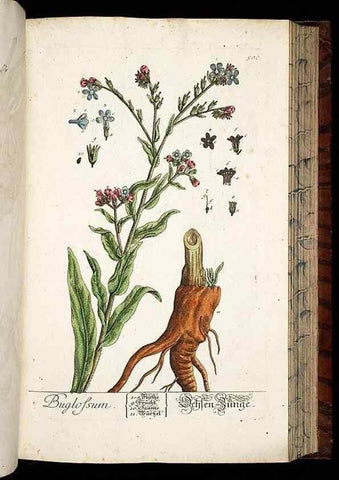 Reproducción/Reproduction 8428972861: Herbarium Blackwellianum emendatum et auctum, id est, Elisabethae Blackwell collectio stirpium. Norimbergae : Typis Io. Iosephi Fleischmanni, 1750-1773.