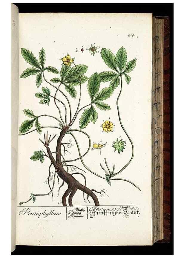 Reproducción/Reproduction 8428962605: Herbarium Blackwellianum emendatum et auctum, id est, Elisabethae Blackwell collectio stirpium. Norimbergae : Typis Io. Iosephi Fleischmanni, 1750-1773.
