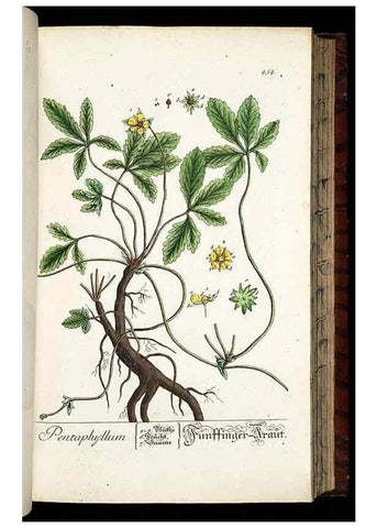 Reproducción/Reproduction 8428962605: Herbarium Blackwellianum emendatum et auctum, id est, Elisabethae Blackwell collectio stirpium. Norimbergae : Typis Io. Iosephi Fleischmanni, 1750-1773.