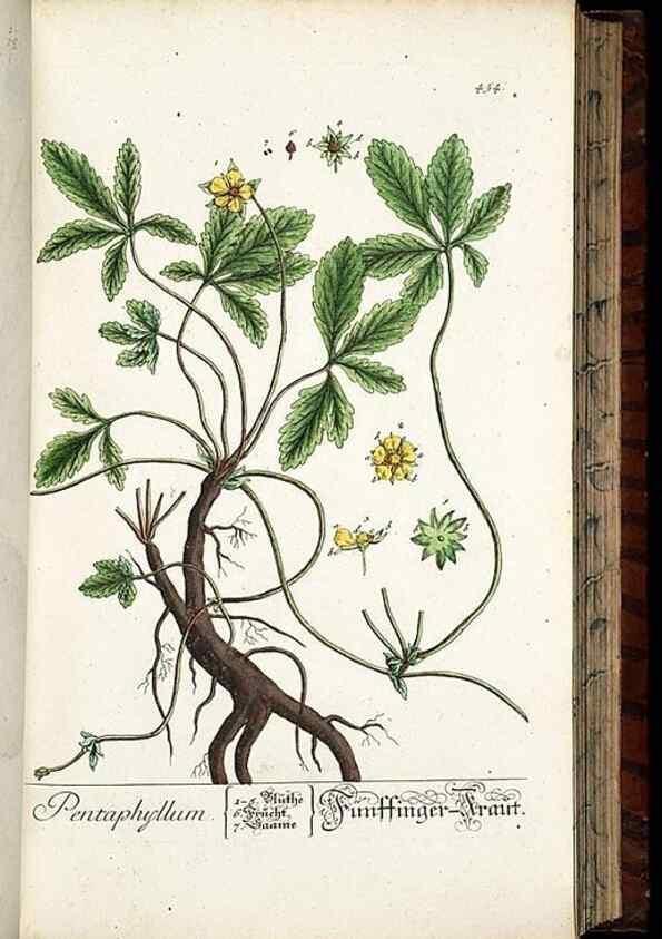 Reproducción/Reproduction 8428962605: Herbarium Blackwellianum emendatum et auctum, id est, Elisabethae Blackwell collectio stirpium. Norimbergae : Typis Io. Iosephi Fleischmanni, 1750-1773.