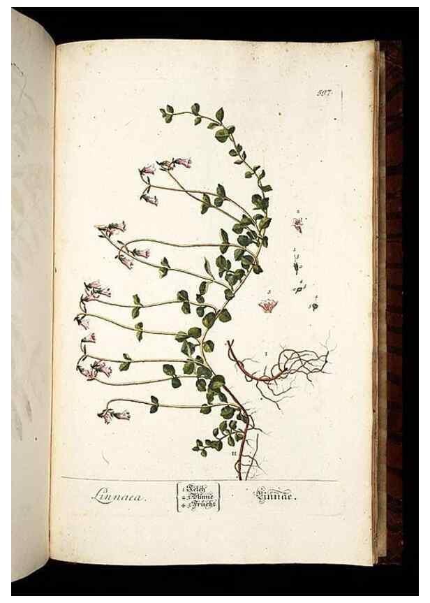 Reproducción/Reproduction 8430082454: Herbarium Blackwellianum emendatum et auctum, id est, Elisabethae Blackwell collectio stirpium. Norimbergae : Typis Io. Iosephi Fleischmanni, 1750-1773.