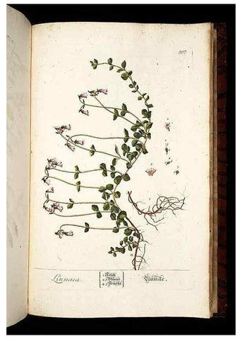 Reproducción/Reproduction 8430082454: Herbarium Blackwellianum emendatum et auctum, id est, Elisabethae Blackwell collectio stirpium. Norimbergae : Typis Io. Iosephi Fleischmanni, 1750-1773.