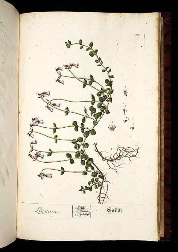 Reproducción/Reproduction 8430082454: Herbarium Blackwellianum emendatum et auctum, id est, Elisabethae Blackwell collectio stirpium. Norimbergae : Typis Io. Iosephi Fleischmanni, 1750-1773.