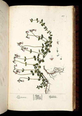 Reproducción/Reproduction 8430082454: Herbarium Blackwellianum emendatum et auctum, id est, Elisabethae Blackwell collectio stirpium. Norimbergae : Typis Io. Iosephi Fleischmanni, 1750-1773.