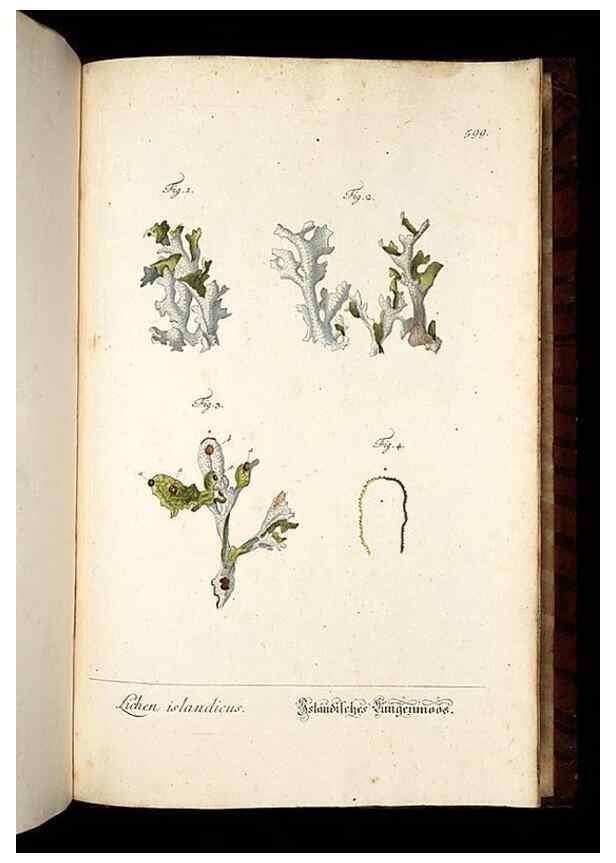 Reproducción/Reproduction 8430082744: Herbarium Blackwellianum emendatum et auctum, id est, Elisabethae Blackwell collectio stirpium. Norimbergae : Typis Io. Iosephi Fleischmanni, 1750-1773.