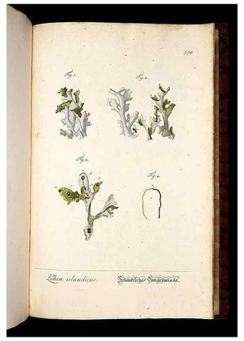 Reproducción/Reproduction 8430082744: Herbarium Blackwellianum emendatum et auctum, id est, Elisabethae Blackwell collectio stirpium. Norimbergae : Typis Io. Iosephi Fleischmanni, 1750-1773.