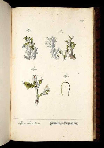 Reproducción/Reproduction 8430082744: Herbarium Blackwellianum emendatum et auctum, id est, Elisabethae Blackwell collectio stirpium. Norimbergae : Typis Io. Iosephi Fleischmanni, 1750-1773.