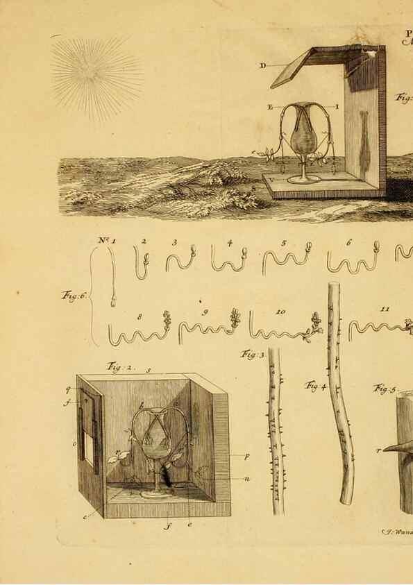 Reproducción/Reproduction 8431825867: Recherches sur l'usage des feuilles dans les plantes :. Göttingen ;E. Luzac, fils,1754.