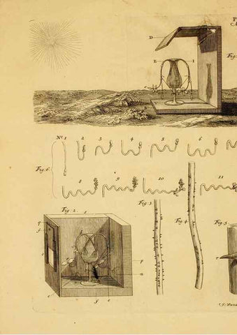 Reproducción/Reproduction 8431825867: Recherches sur l'usage des feuilles dans les plantes :. Göttingen ;E. Luzac, fils,1754.