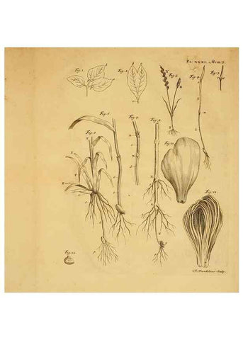 Reproducción/Reproduction 8432911442: Recherches sur l'usage des feuilles dans les plantes :. Göttingen ;E. Luzac, fils,1754.