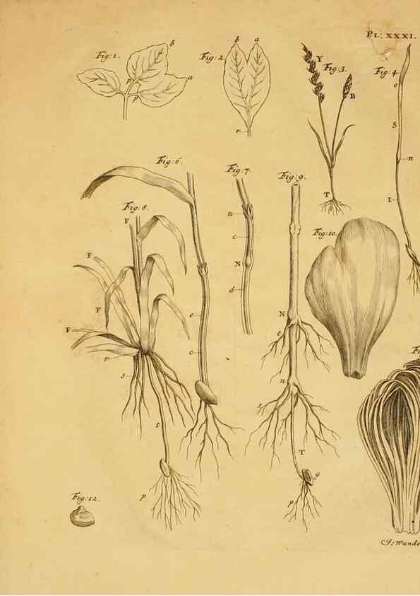 Reproducción/Reproduction 8432911442: Recherches sur l'usage des feuilles dans les plantes :. Göttingen ;E. Luzac, fils,1754.