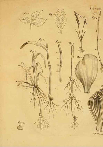 Reproducción/Reproduction 8432911442: Recherches sur l'usage des feuilles dans les plantes :. Göttingen ;E. Luzac, fils,1754.