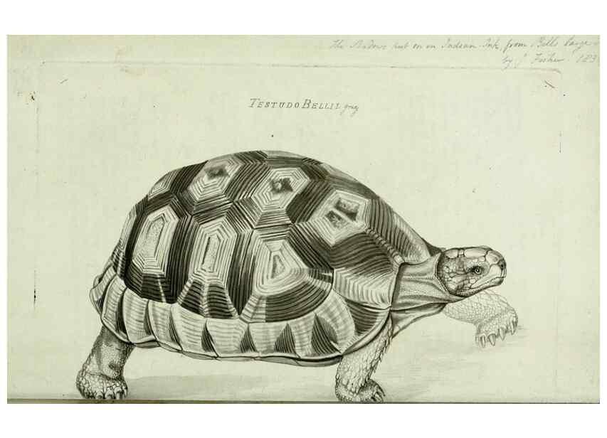 Reproducción/Reproduction 8433081762: Synopsis reptilium :. London :G.B. Sowerby :1831.