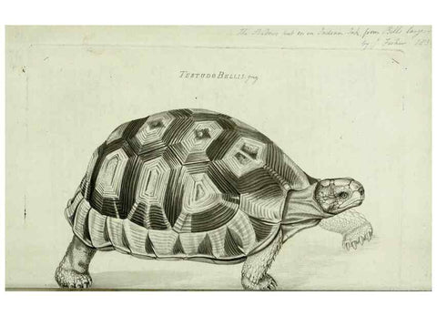 Reproducción/Reproduction 8433081762: Synopsis reptilium :. London :G.B. Sowerby :1831.
