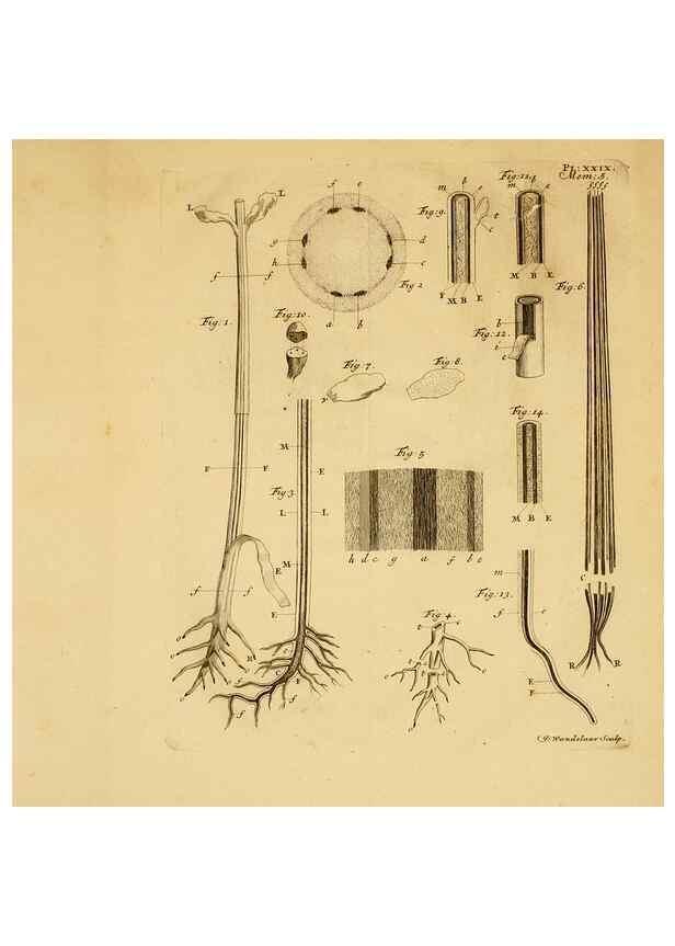 Reproducción/Reproduction 8431825363: Recherches sur l'usage des feuilles dans les plantes :. Göttingen ;E. Luzac, fils,1754.