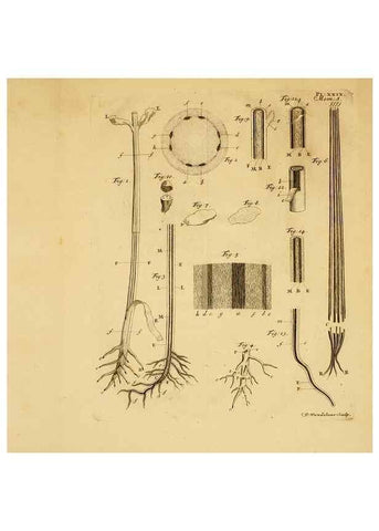 Reproducción/Reproduction 8431825363: Recherches sur l'usage des feuilles dans les plantes :. Göttingen ;E. Luzac, fils,1754.