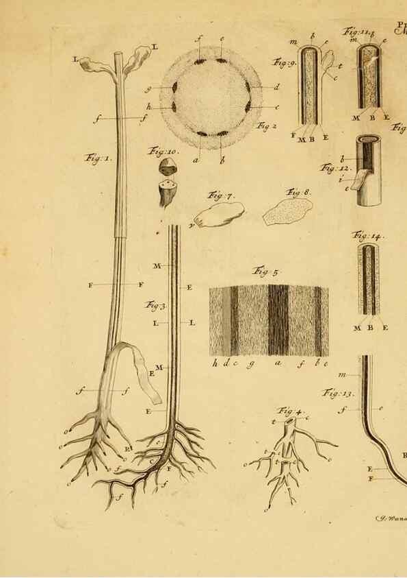 Reproducción/Reproduction 8431825363: Recherches sur l'usage des feuilles dans les plantes :. Göttingen ;E. Luzac, fils,1754.
