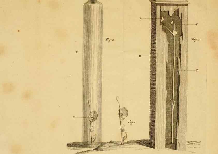 Reproducción/Reproduction 8431824913: Recherches sur l'usage des feuilles dans les plantes :. Göttingen ;E. Luzac, fils,1754.