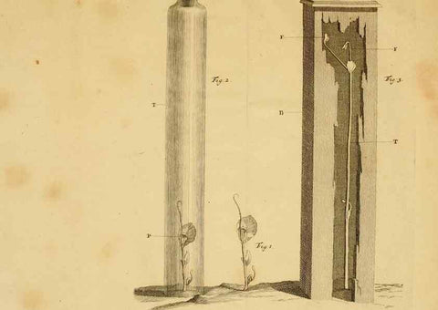 Reproducción/Reproduction 8431824913: Recherches sur l'usage des feuilles dans les plantes :. Göttingen ;E. Luzac, fils,1754.