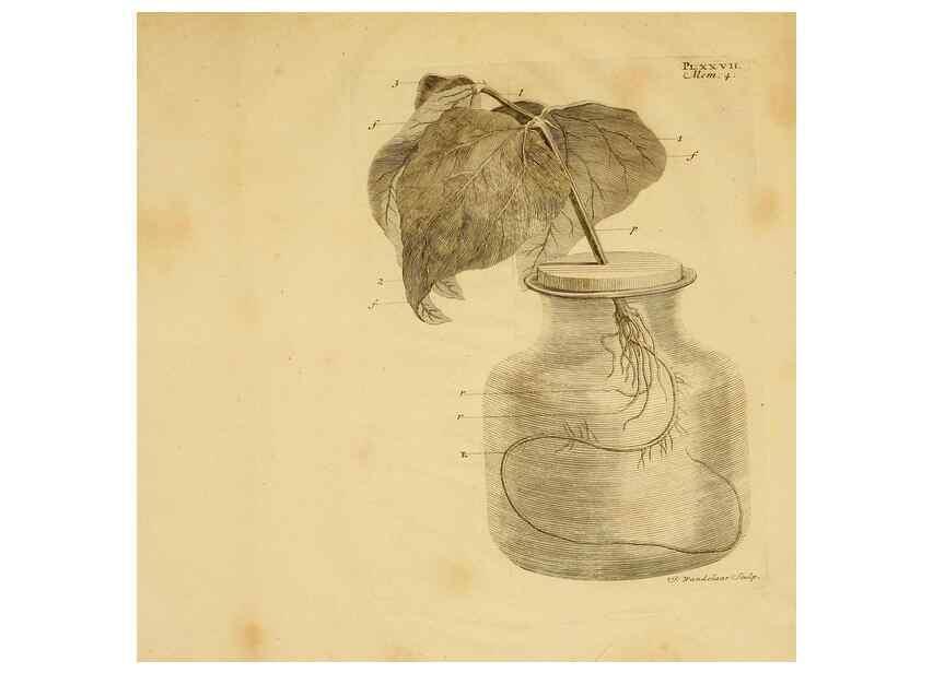 Reproducción/Reproduction 8431824563: Recherches sur l'usage des feuilles dans les plantes :. Göttingen ;E. Luzac, fils,1754.