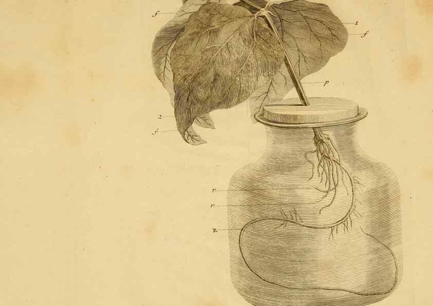 Reproducción/Reproduction 8431824563: Recherches sur l'usage des feuilles dans les plantes :. Göttingen ;E. Luzac, fils,1754.