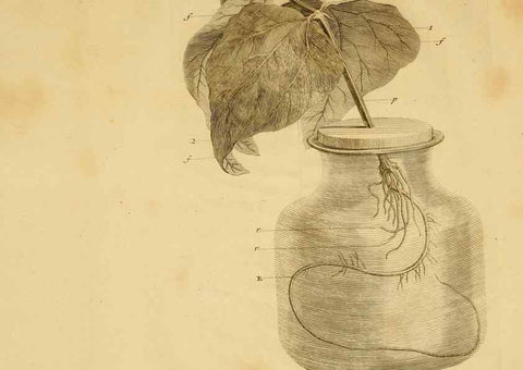 Reproducción/Reproduction 8431824563: Recherches sur l'usage des feuilles dans les plantes :. Göttingen ;E. Luzac, fils,1754.