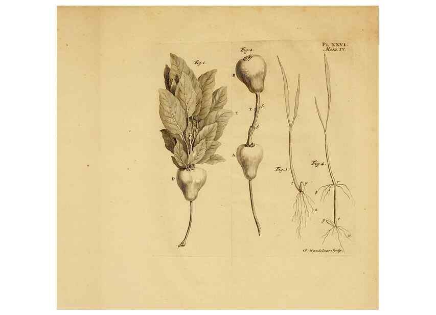 Reproducción/Reproduction 8432909234: Recherches sur l'usage des feuilles dans les plantes :. Göttingen ;E. Luzac, fils,1754.