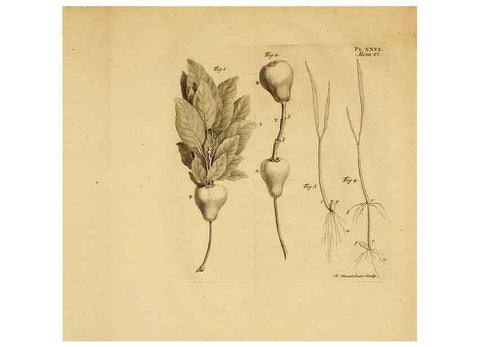 Reproducción/Reproduction 8432909234: Recherches sur l'usage des feuilles dans les plantes :. Göttingen ;E. Luzac, fils,1754.