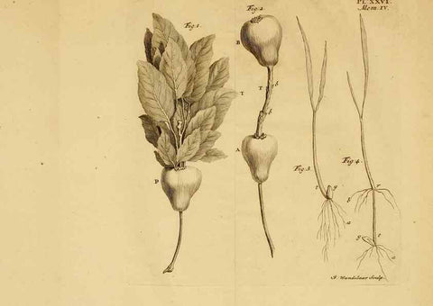 Reproducción/Reproduction 8432909234: Recherches sur l'usage des feuilles dans les plantes :. Göttingen ;E. Luzac, fils,1754.