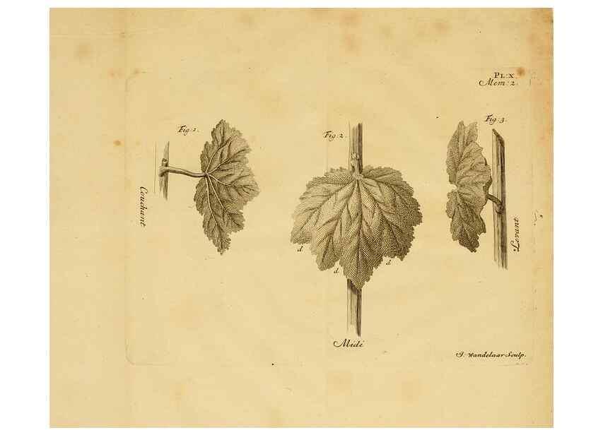 Reproducción/Reproduction 8431816527: Recherches sur l'usage des feuilles dans les plantes :. Göttingen ;E. Luzac, fils,1754.
