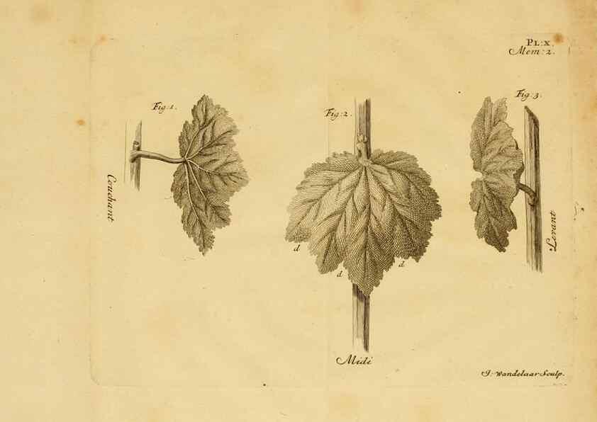 Reproducción/Reproduction 8431816527: Recherches sur l'usage des feuilles dans les plantes :. Göttingen ;E. Luzac, fils,1754.