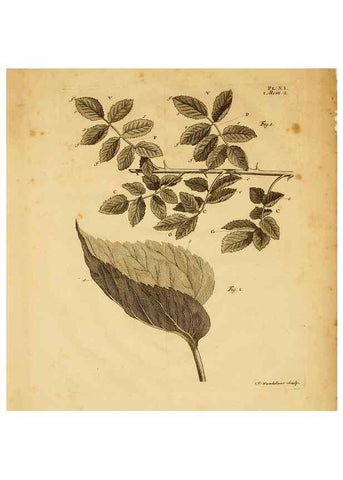 Reproducción/Reproduction 8432902306: Recherches sur l'usage des feuilles dans les plantes :. Göttingen ;E. Luzac, fils,1754.