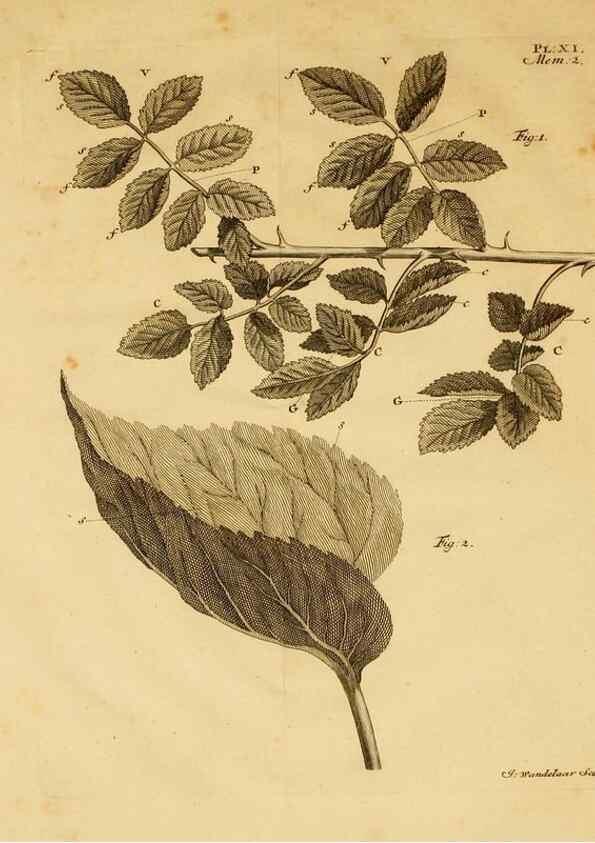 Reproducción/Reproduction 8432902306: Recherches sur l'usage des feuilles dans les plantes :. Göttingen ;E. Luzac, fils,1754.