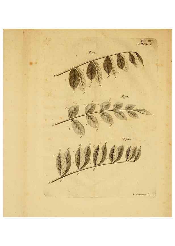 Reproducción/Reproduction 8431817309: Recherches sur l'usage des feuilles dans les plantes :. Göttingen ;E. Luzac, fils,1754.