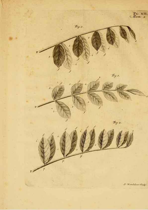 Reproducción/Reproduction 8431817309: Recherches sur l'usage des feuilles dans les plantes :. Göttingen ;E. Luzac, fils,1754.