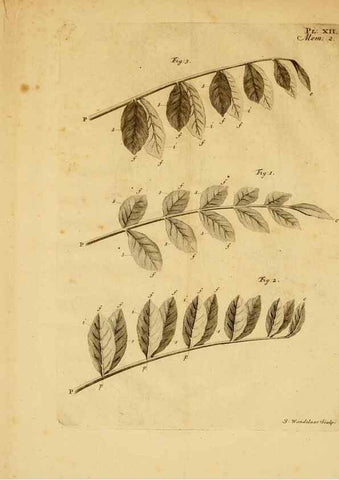 Reproducción/Reproduction 8431817309: Recherches sur l'usage des feuilles dans les plantes :. Göttingen ;E. Luzac, fils,1754.