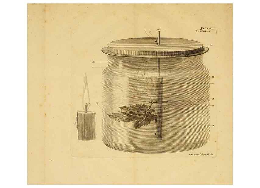 Reproducción/Reproduction 8431817743: Recherches sur l'usage des feuilles dans les plantes :. Göttingen ;E. Luzac, fils,1754.
