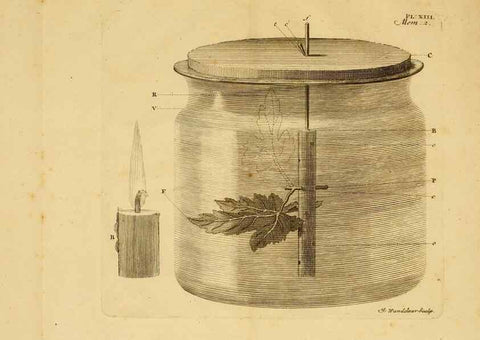 Reproducción/Reproduction 8431817743: Recherches sur l'usage des feuilles dans les plantes :. Göttingen ;E. Luzac, fils,1754.
