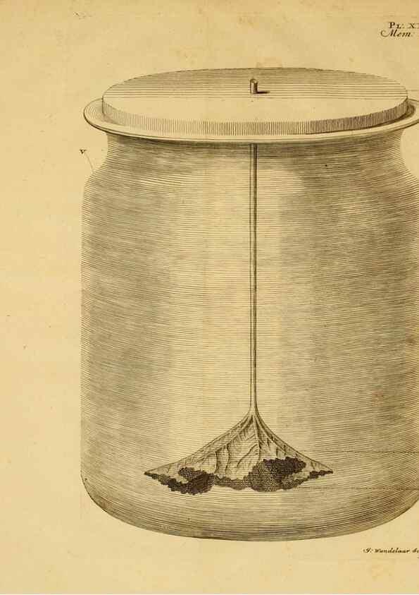 Reproducción/Reproduction 8431818361: Recherches sur l'usage des feuilles dans les plantes :. Göttingen ;E. Luzac, fils,1754.
