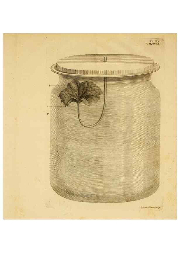 Reproducción/Reproduction 8431818851: Recherches sur l'usage des feuilles dans les plantes :. Göttingen ;E. Luzac, fils,1754.