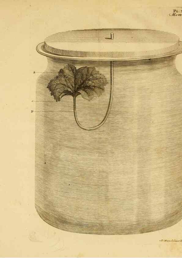 Reproducción/Reproduction 8431818851: Recherches sur l'usage des feuilles dans les plantes :. Göttingen ;E. Luzac, fils,1754.