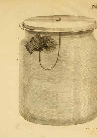 Reproducción/Reproduction 8431818851: Recherches sur l'usage des feuilles dans les plantes :. Göttingen ;E. Luzac, fils,1754.