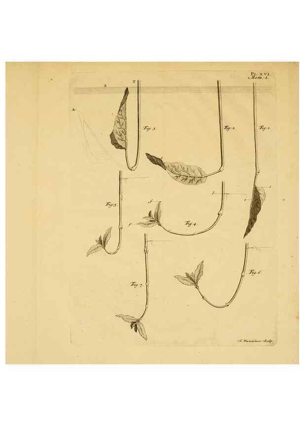 Reproducción/Reproduction 8432904452: Recherches sur l'usage des feuilles dans les plantes :. Göttingen ;E. Luzac, fils,1754.