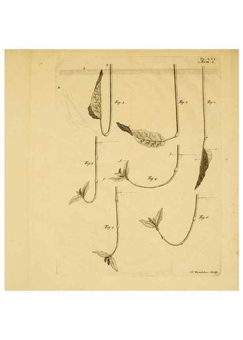 Reproducción/Reproduction 8432904452: Recherches sur l'usage des feuilles dans les plantes :. Göttingen ;E. Luzac, fils,1754.