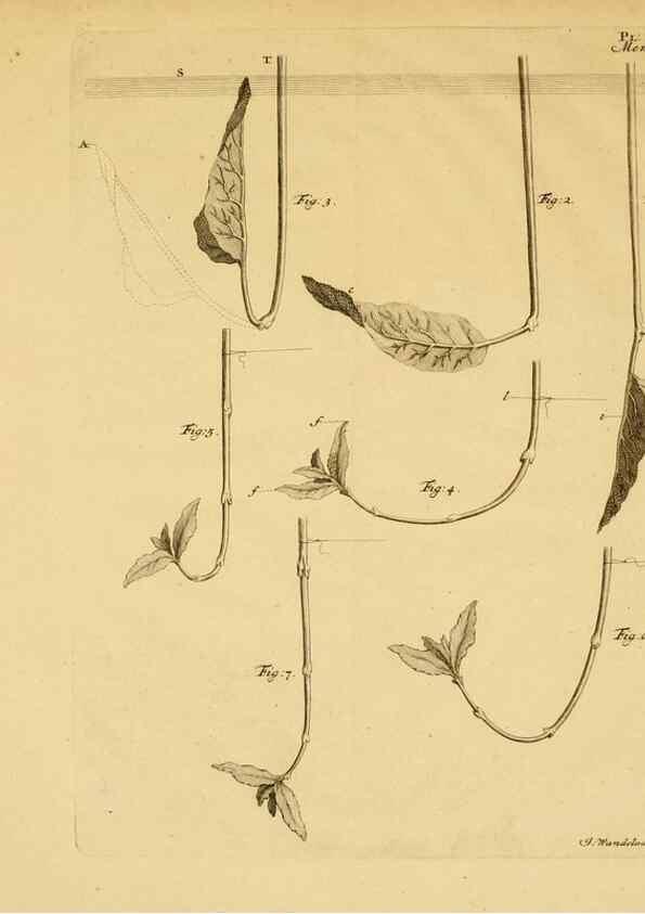 Reproducción/Reproduction 8432904452: Recherches sur l'usage des feuilles dans les plantes :. Göttingen ;E. Luzac, fils,1754.