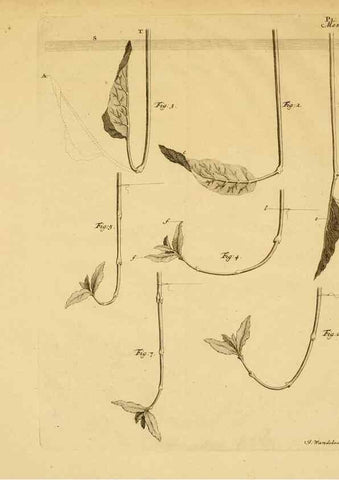Reproducción/Reproduction 8432904452: Recherches sur l'usage des feuilles dans les plantes :. Göttingen ;E. Luzac, fils,1754.