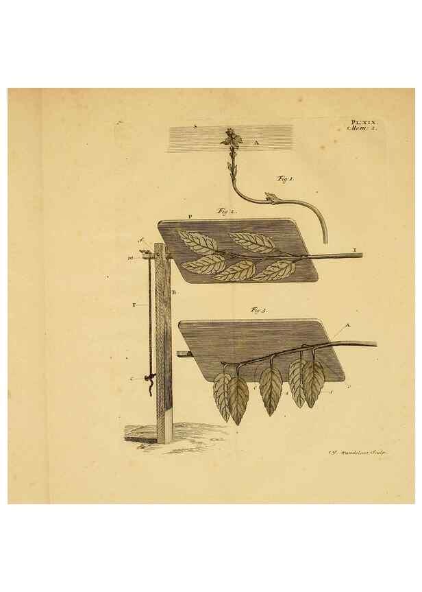 Reproducción/Reproduction 8431820307: Recherches sur l'usage des feuilles dans les plantes :. Göttingen ;E. Luzac, fils,1754.